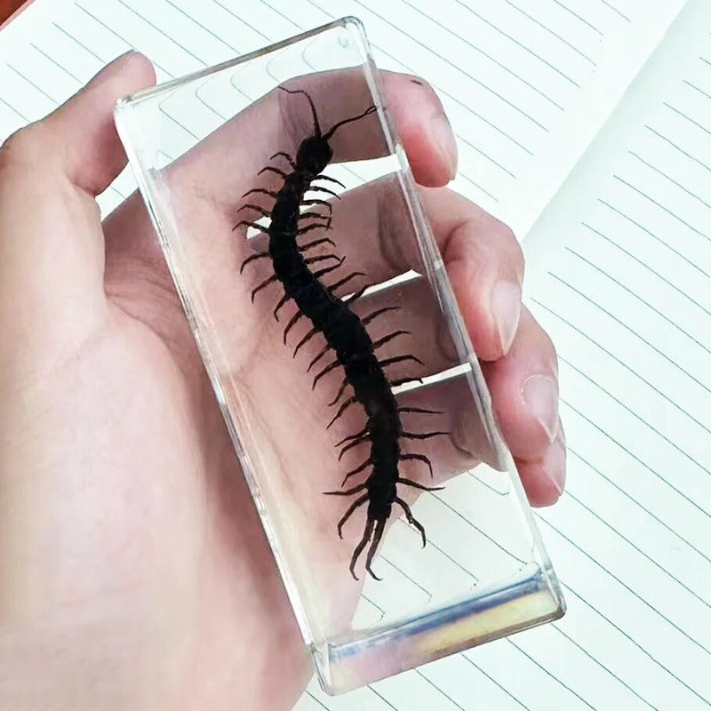 Image from thesciencehut.com: Centipede specimen in epoxy resin