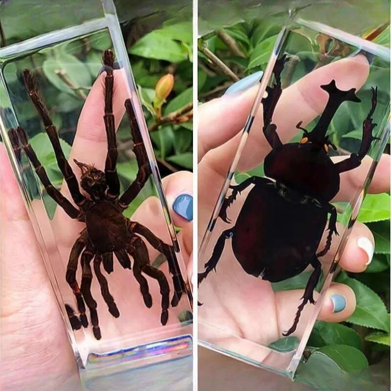 Image from thesciencehut.com: Etymology specimens in epoxy resin