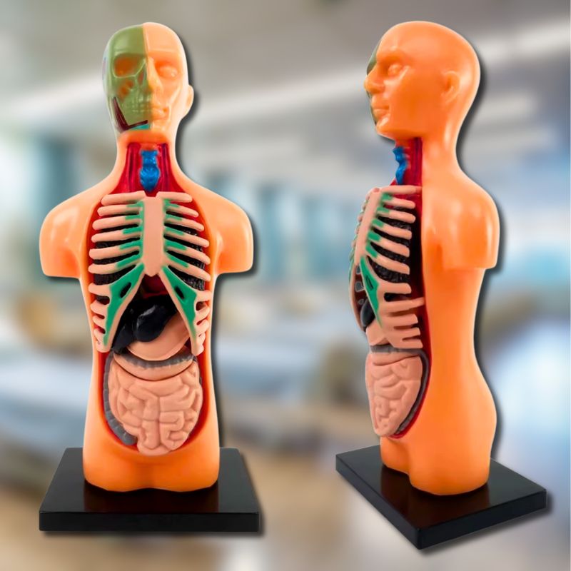Human Torso Anatomical Model dual view