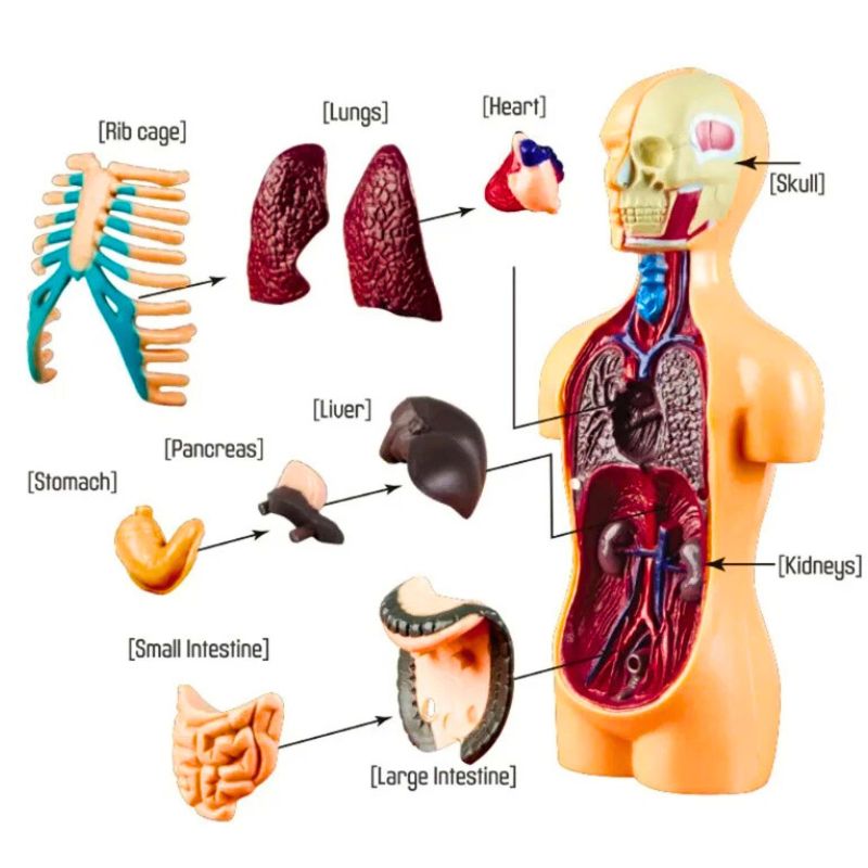 Human Torso Anatomical Model exploded view