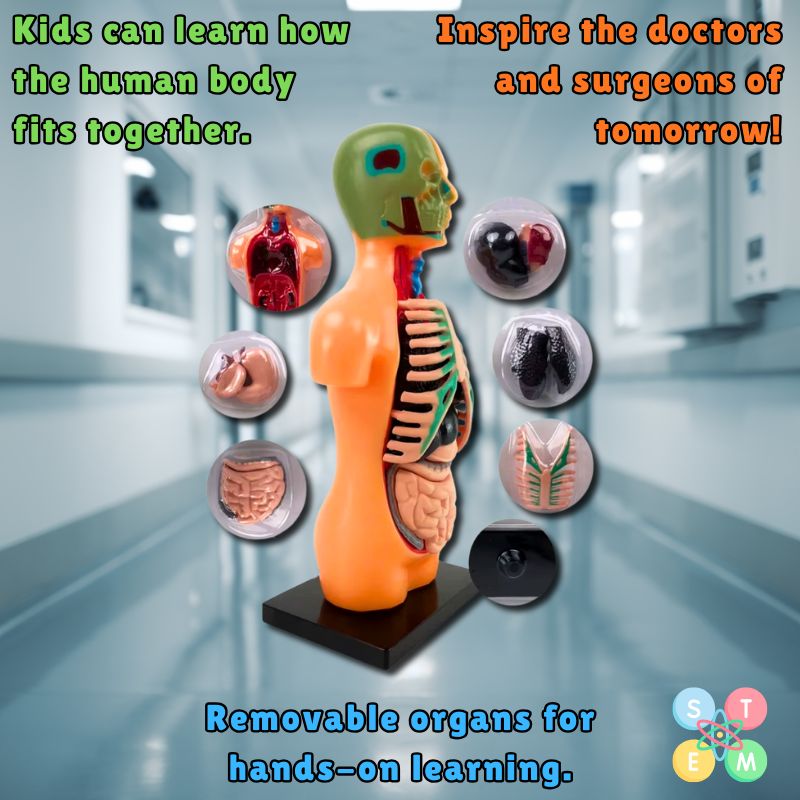 Human Torso Anatomical Model parts view