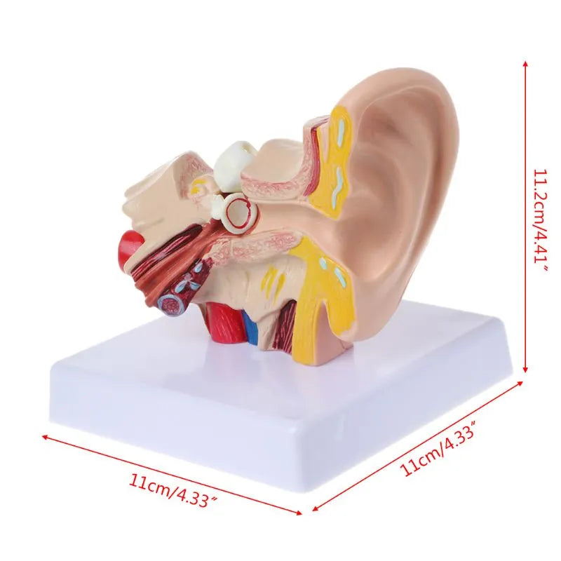 Image from thesciencehut.com: Human ear model dimensions