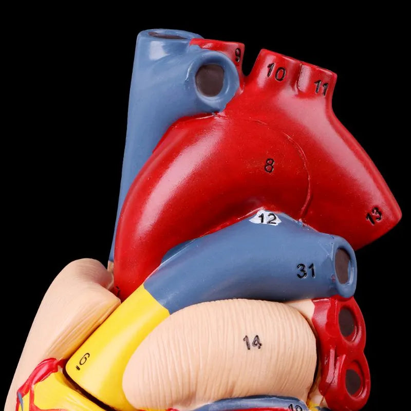 Image from thesciencehut.com: Human heart model with numbered components for easy identification