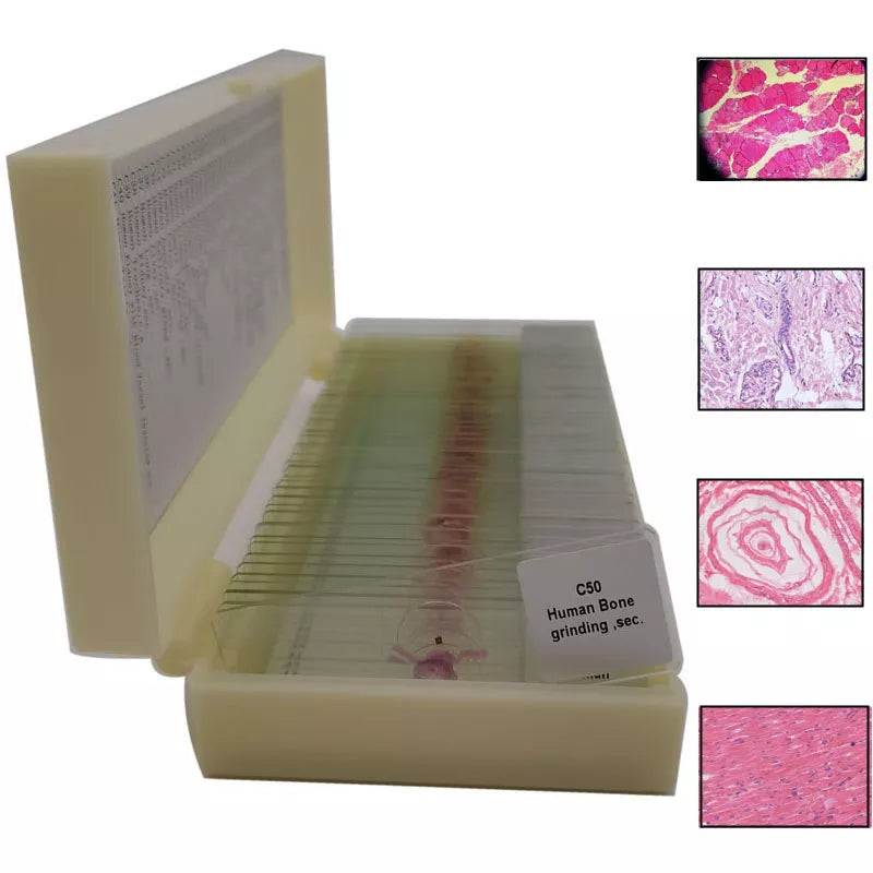 Human histology prepared slides presentation and storage box