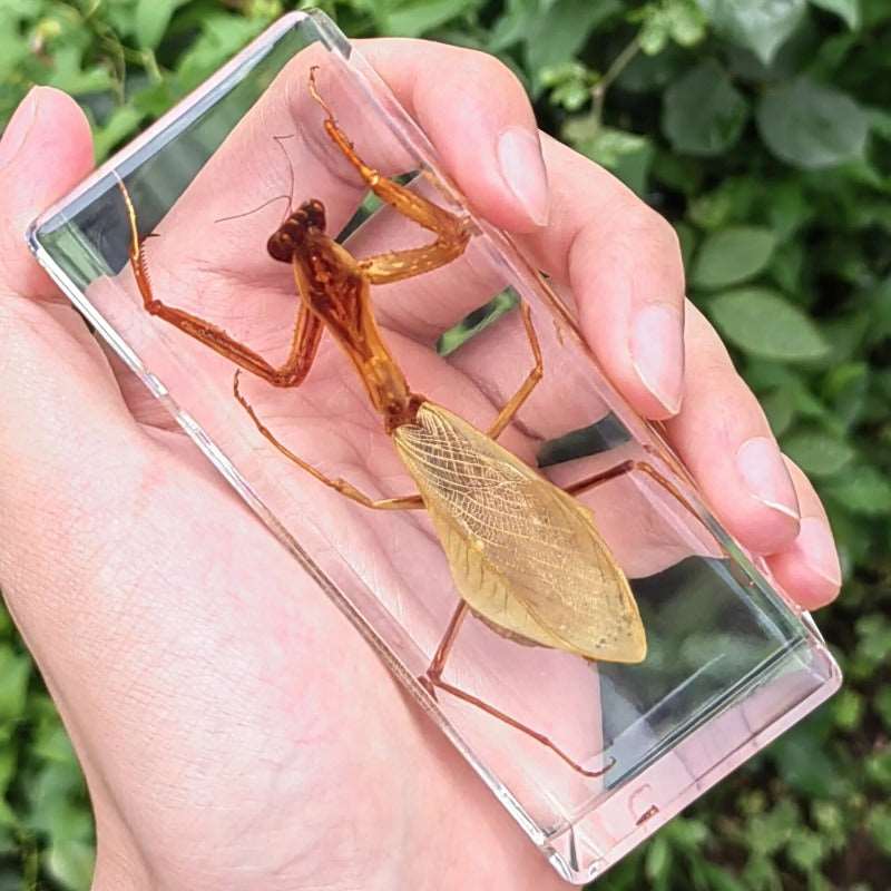 Image from thesciencehut.com: Praying mantis specimen in epoxy resin