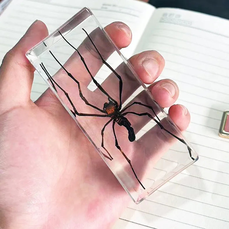 Spiders in Epoxy resin Orb weaver