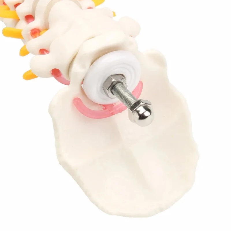 Close up view of the fitting bolt on the spine and pelvis anatomical model