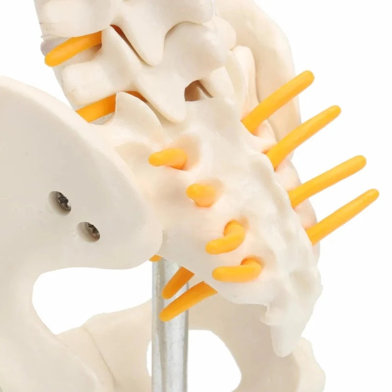 Close up view of the sacrum on the spine and pelvis anatomical model