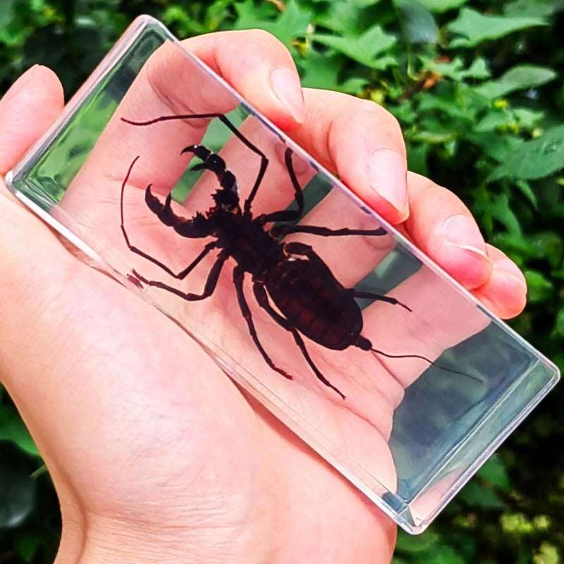 Image from thesciencehut.com: Stag beetle specimen in epoxy resin