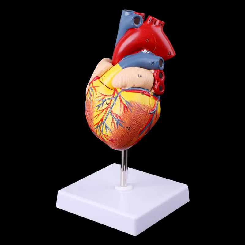 A human heart model on a stand. These products serve an educational purpose. Can be used by students for reference, teachers as demonstration pieces, medical professionals when describing illness or parts of the body to patients.