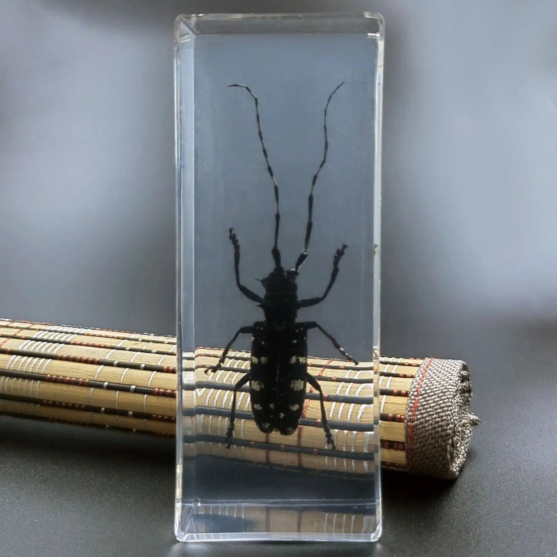 Image from thesciencehut.com: Asian longhorn beetle specimen in epoxy resin