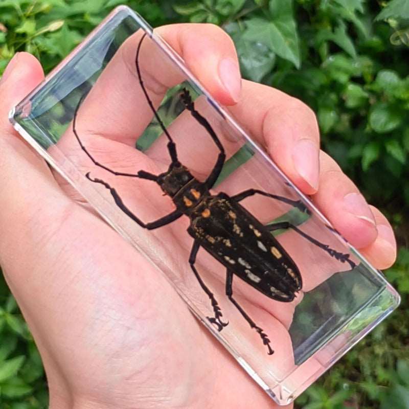 Image from thesciencehut.com: Beetle specimen in epoxy resin