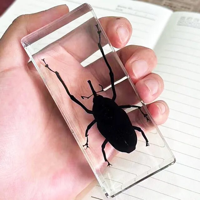 Image from thesciencehut.com: Beetle 3 specimen in epoxy resin