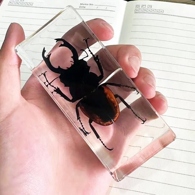 Image from thesciencehut.com: Beetle stag specimen in epoxy resin