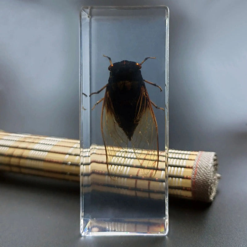 Image from thesciencehut.com: Cicada specimen in epoxy resin