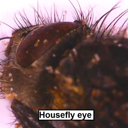 Digital microscope housefly eye