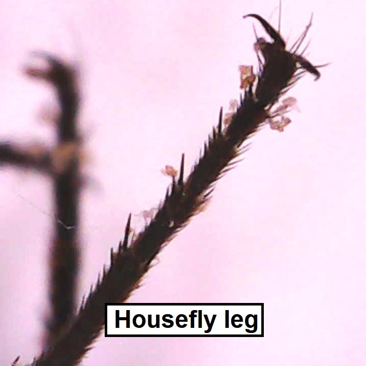 Digital microscope housefly leg