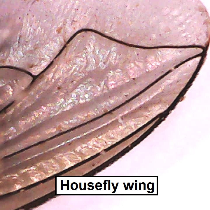Digital microscope housefly wing