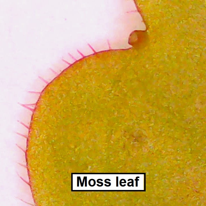 Digital microscope moss leaf