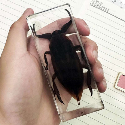 Image from thesciencehut.com: Giant water bug specimen in epoxy resin
