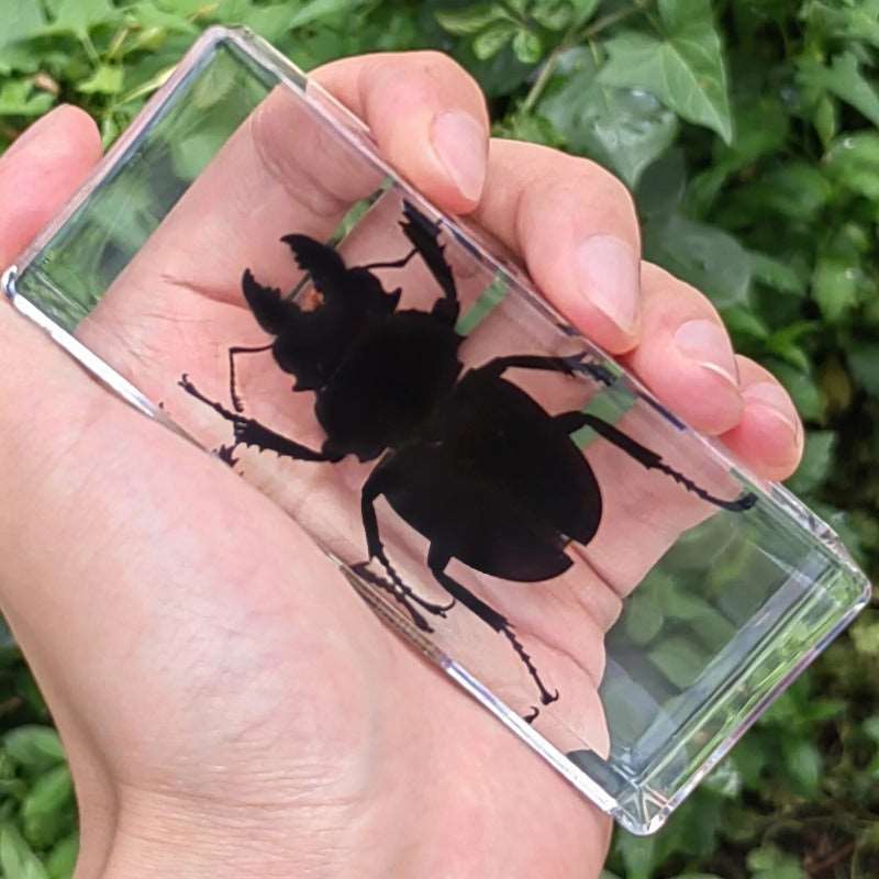Ground beetle specimen in epoxy resin