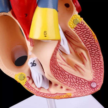 Image from thesciencehut.com: Human heart model showing atria and ventricle structure