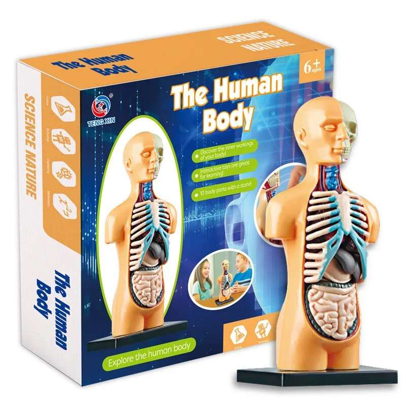 Image from thesciencehut.com: Human torso model box