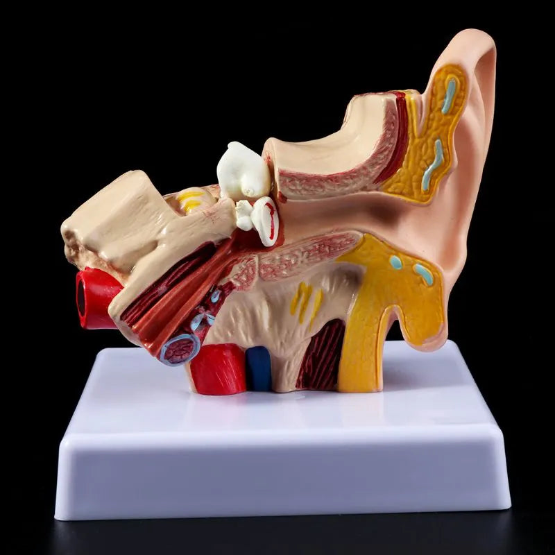 Image from thesciencehut.com: Human ear model - 1.5 times scale