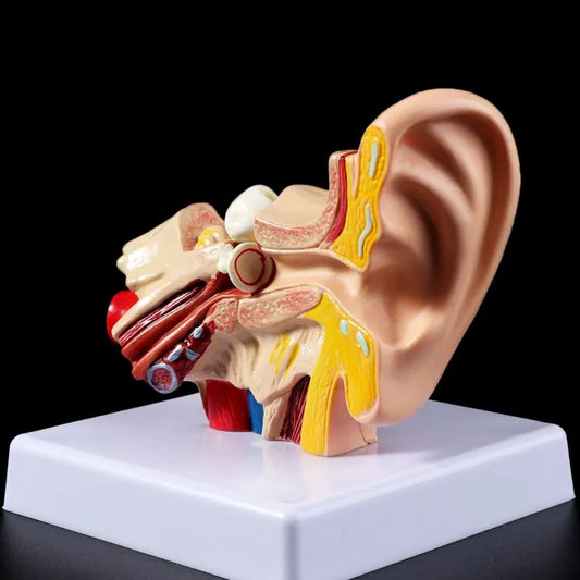 Image from thesciencehut.com: Human ear model showing inner ear structure