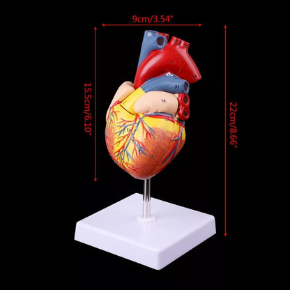 Image from thesciencehut.com: Human heart model dimensions