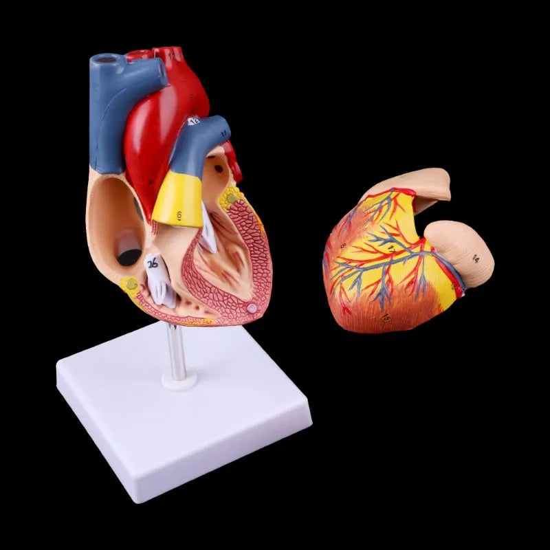 Image from thesciencehut.com: Human heart model with detachable components to view interior structure