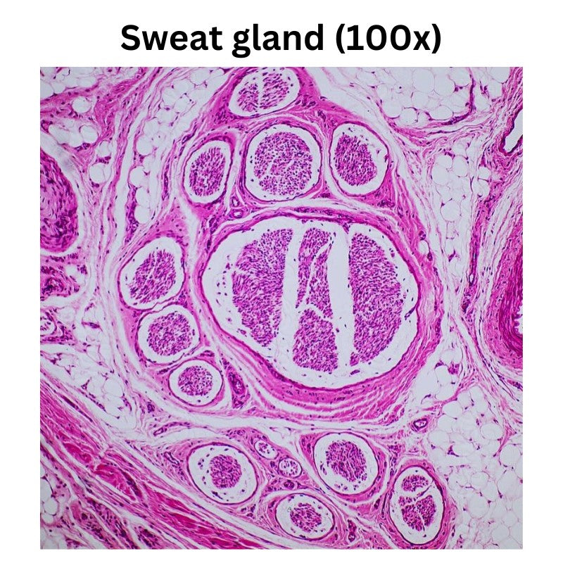 Human histology prepared slides sweat gland 100x maginfication