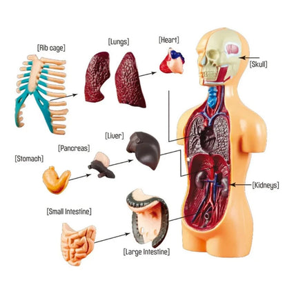 Image from thesciencehut.com: Human torso model showing all main organs