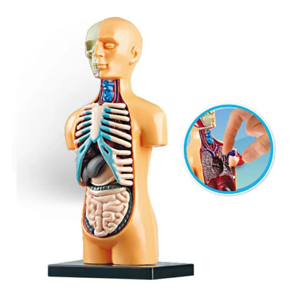 Image from thesciencehut.com: Human torso model with detachable components