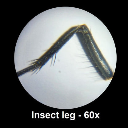 Insect leg magnified 60 times