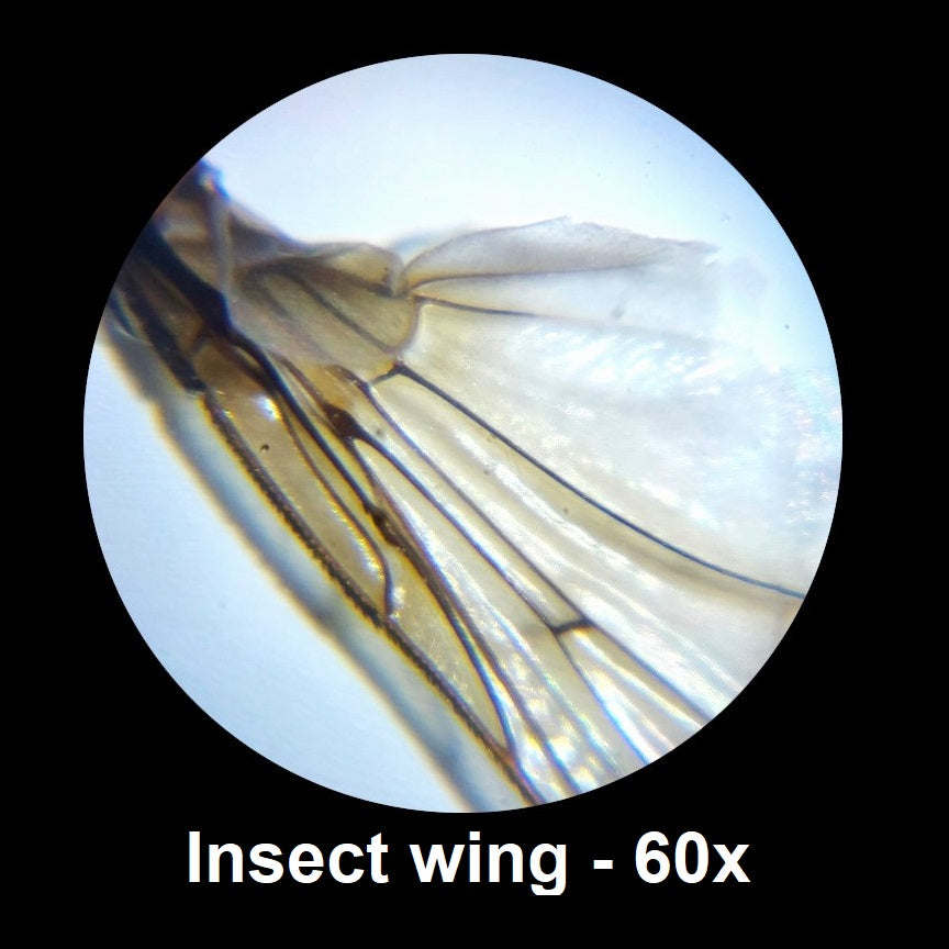 Insect wing magnified 60 times