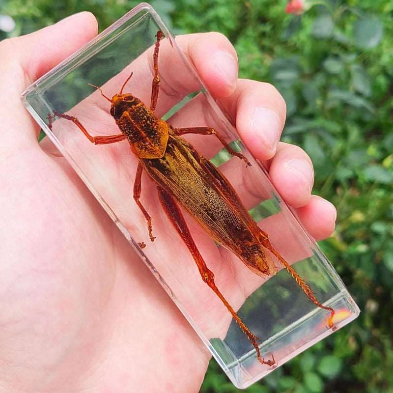 Image from thesciencehut.com: Locust specimen in epoxy resin