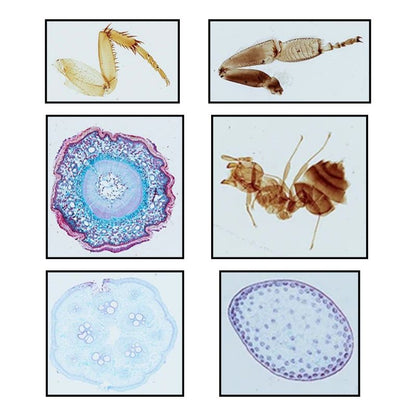 Prepared Microscope Slides Samples