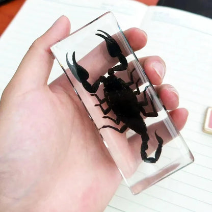 Image from thesciencehut.com: Scorpion specimen in epoxy resin