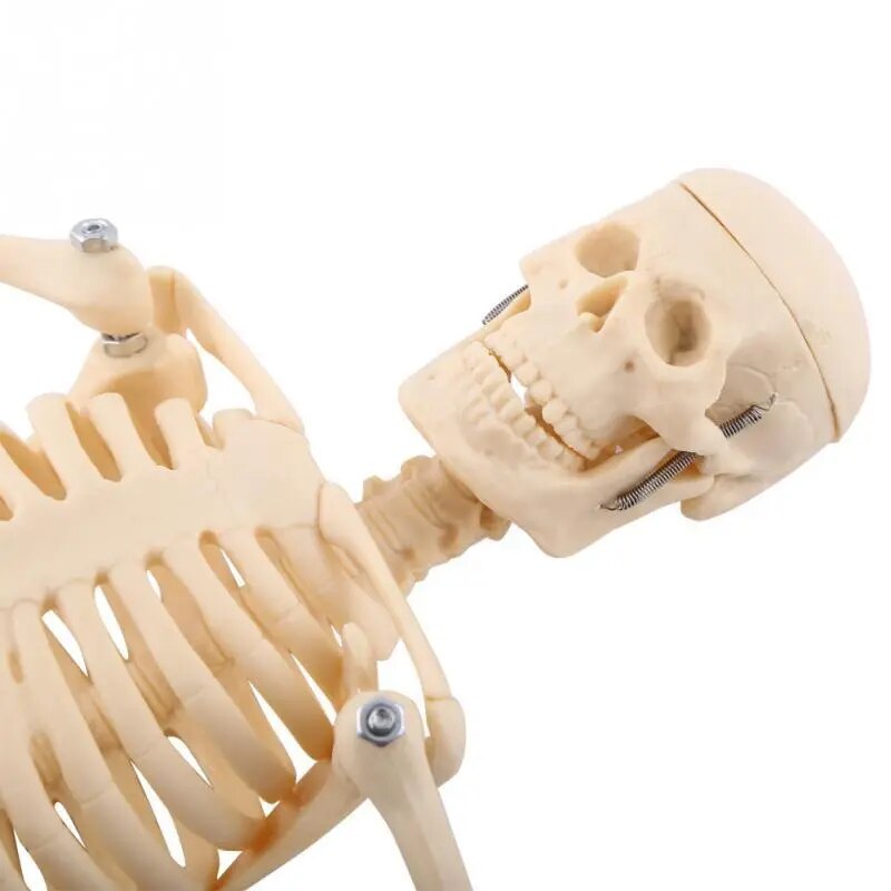 Image from thesciencehut.com: Skeleton model - close up of skull, front view