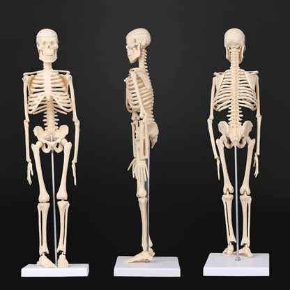 Image from thesciencehut.com: Skeleton model - front view, size view, and rear view