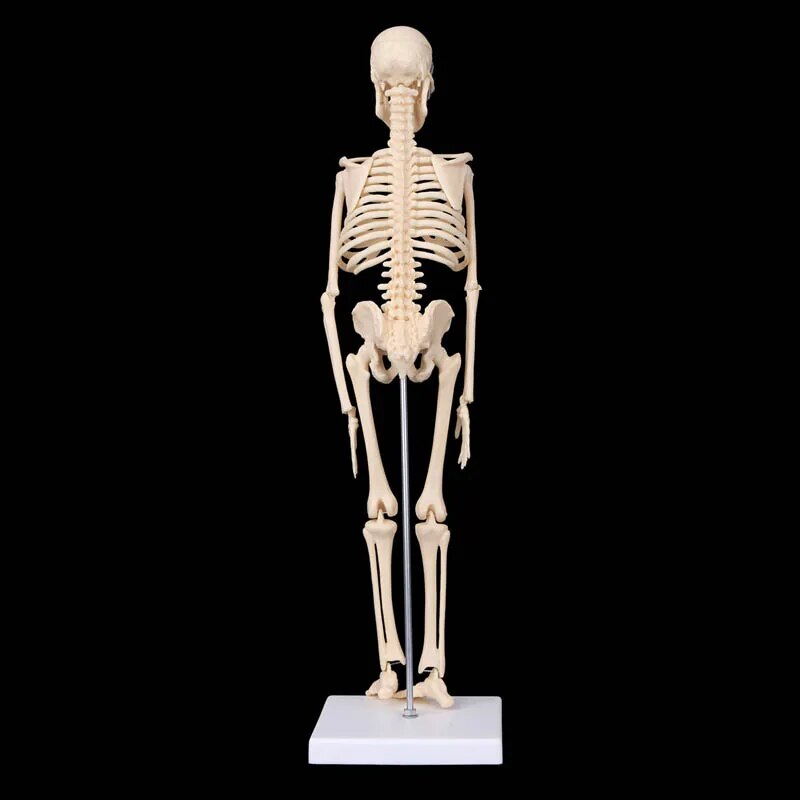 Image from thesciencehut.com: Skeleton model - rear view