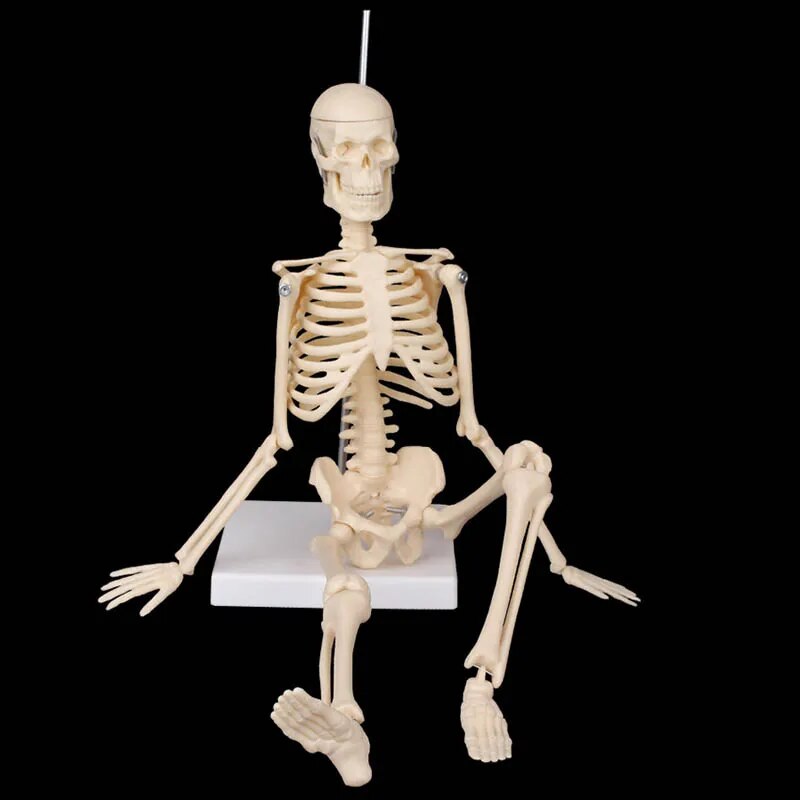 Image from thesciencehut.com: Skeleton model sitting down