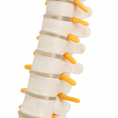 Close up view of vertebrae on the spine and pelvis anatomical model