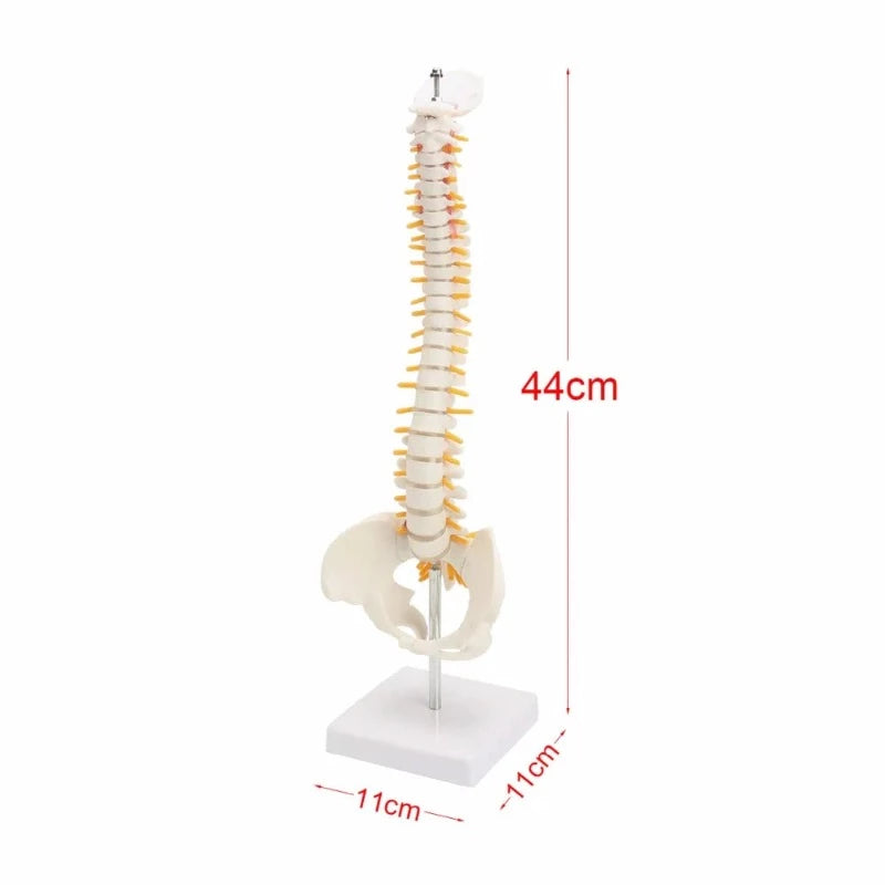 Spine and pelvis anatomical model on stand showing dimensions of 44cm height on an 11cm square base