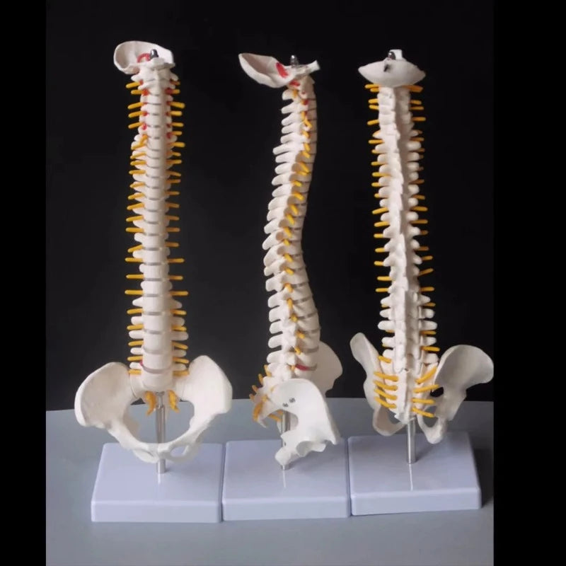 Front view and side view of spine and pelvis anatomical model