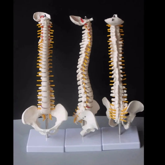 Front view and side view of spine and pelvis anatomical model