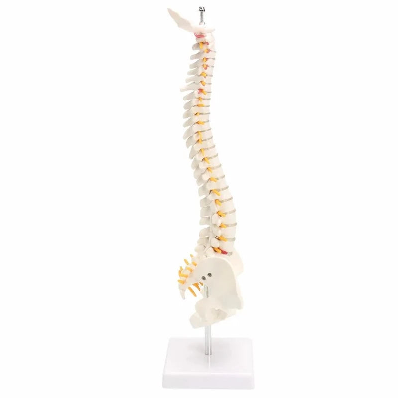 Side view of spine and pelvis anatomical model on a stand against a white background