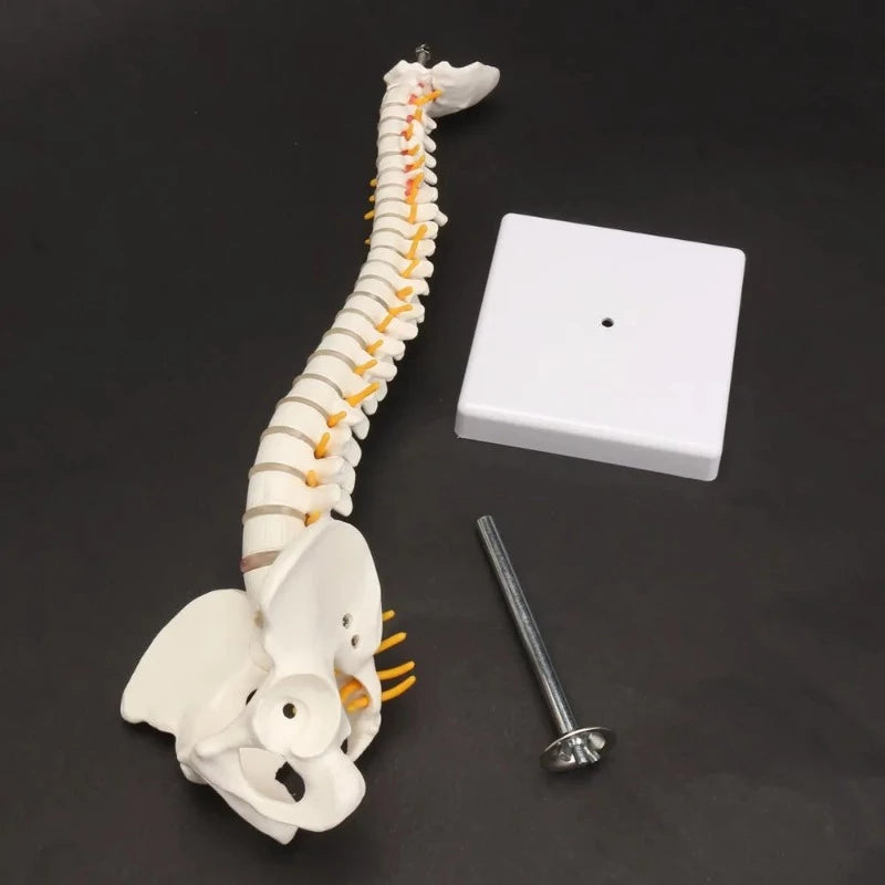 Spine and pelvis anatomical model with stand and base.