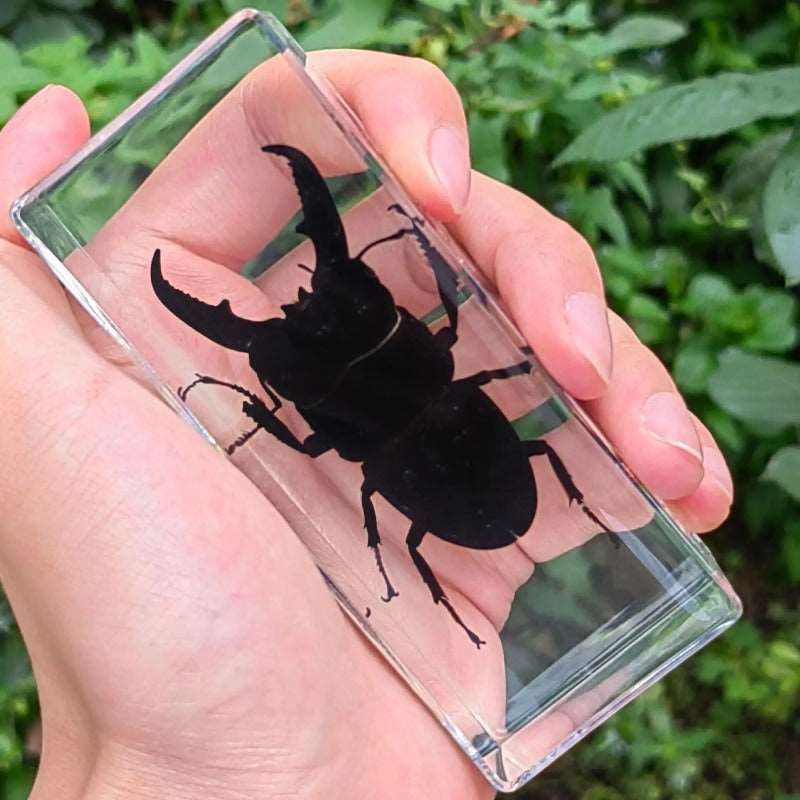 Image from thesciencehut.com: Stag beetle 2 specimen in epoxy resin